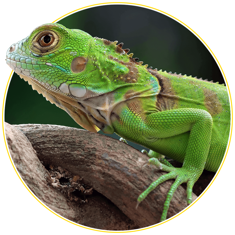 https://projectdragonfly-e.com/wp-content/uploads/2022/03/image_04_home_03.png