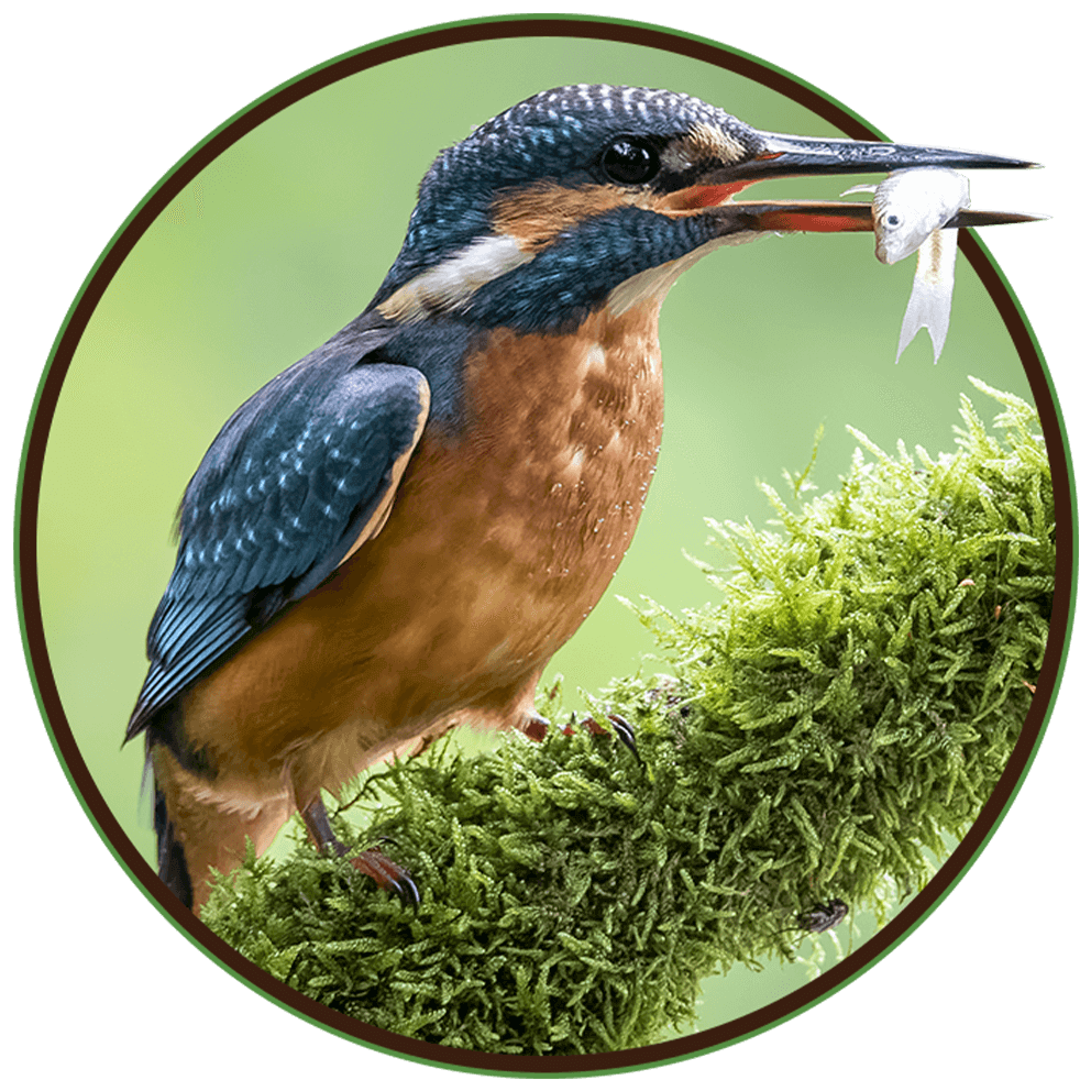 https://projectdragonfly-e.com/wp-content/uploads/2022/03/image_05_home_03.png